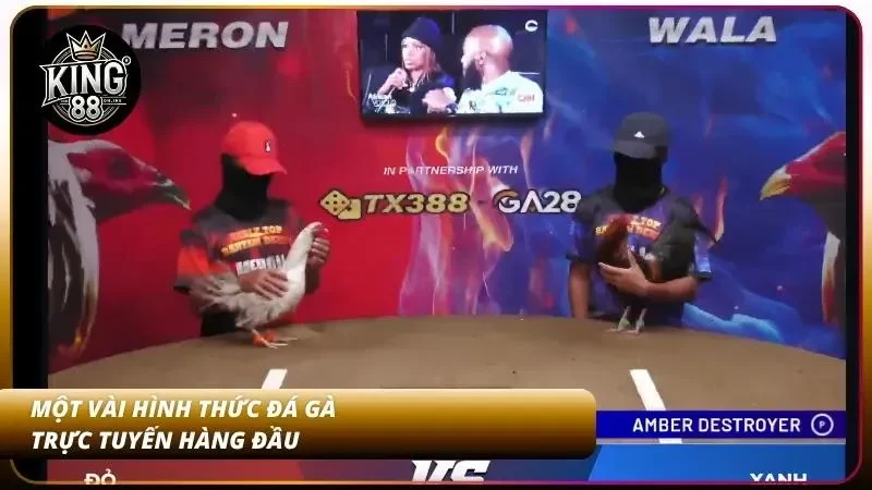 Cách Cược Đá Gà Online King88 - Hướng Dẫn A-Z Cho Newbie 3 Các loại hình đá gà online hấp dẫn