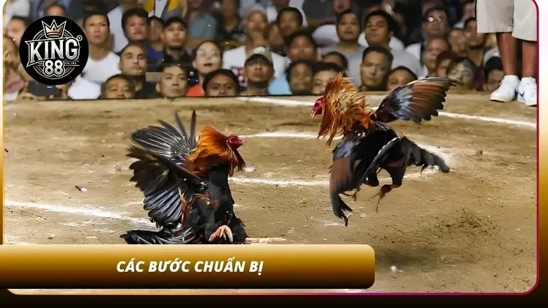 Cách Cược Đá Gà Cựa Sắt - Luật Chơi Và Cách Xem Trận Dễ Dàng 2 Quy tắc trước khi bắt đầu trận đấu