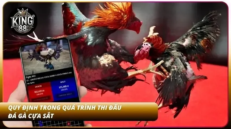 Cách Cược Đá Gà Cựa Sắt - Luật Chơi Và Cách Xem Trận Dễ Dàng 3 Nguyên tắc thi đấu dễ hiểu