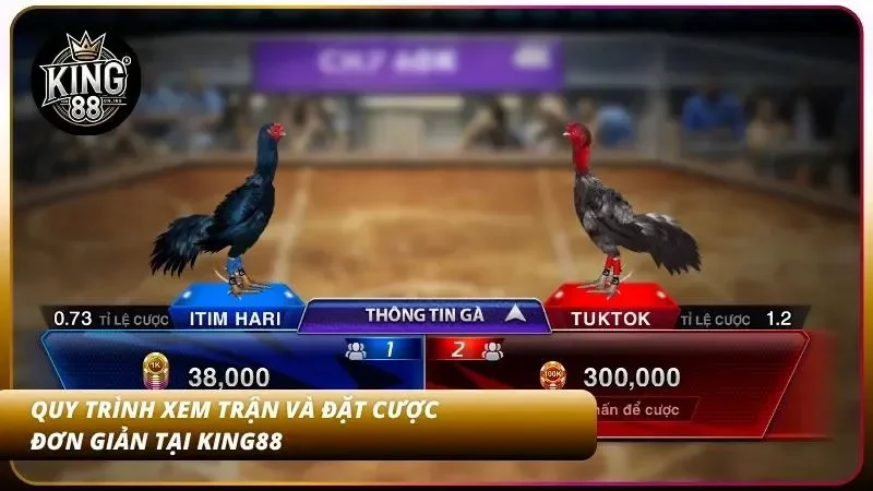 Cách Cược Đá Gà Cựa Sắt - Luật Chơi Và Cách Xem Trận Dễ Dàng 5 5 Bước xem trận và đặt cược trong tích tắc