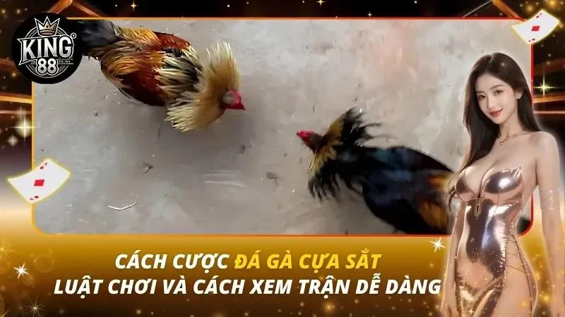 Cách Cược Đá Gà Cựa Sắt – Luật Chơi Và Cách Xem Trận Dễ Dàng